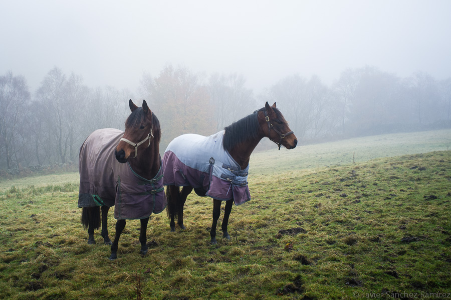 Countryside of Yorkshire horses