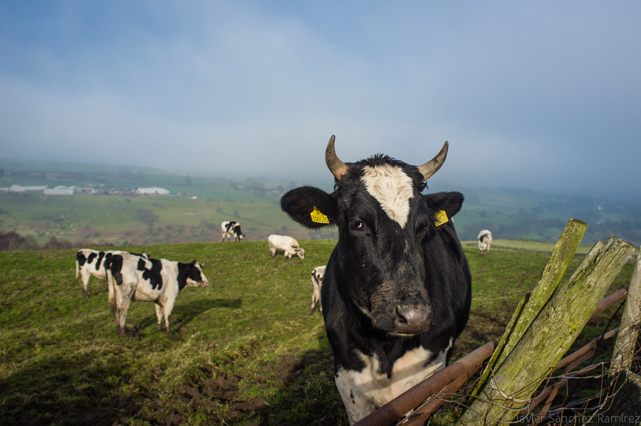 countryside yorkshire cow